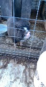 pig; How Haus Perry, NY