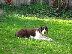 Wyatt dog