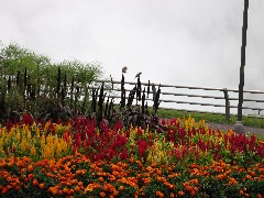 Niagara Falls; flowers