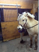 pony; Full Circle Farm; Newport, NH
