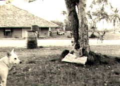 Katherine (Kat) McDougal Wheeler McCandless; saipan dog