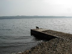 Wyatt dog; Kat s Camp