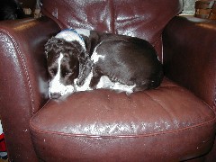 Wyatt dog