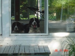 DSC Family Mac Wyatt dog