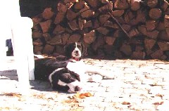 mac wyatt dog