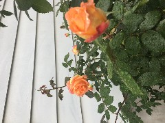 flowers; Canandaigua, NY Taken by David Dorrough
