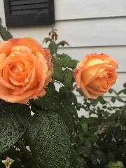 flowers; Taken by David Dorrough