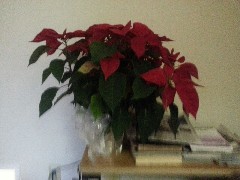 Poinsetta Flowers; Dayspring Nursing Home; Dayton-Springfield Road; Fairborn, OH