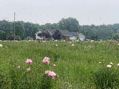 Flowers; Peonies; Sutton Rd