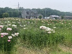 Flowers; Peonies; Sutton Rd