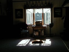 cat; Aimee Brazill s house
