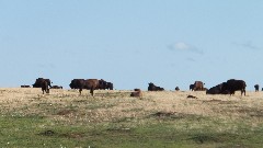 Buffalo; Theodore Roosevelt National Park, ND