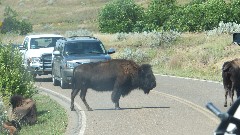 buffalo/bison in Road; Theodore Roosevelt National Park, ND