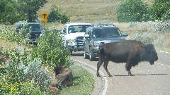 buffalo/bison in Road; Theodore Roosevelt National Park, ND