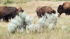 buffalo/bison; Theodore Roosevelt National Park, ND