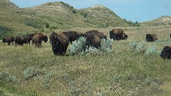 buffalo/bison; Theodore Roosevelt National Park, ND