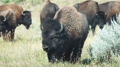 buffalo/bison; Theodore Roosevelt National Park, ND