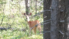 deer; Glacier National Park, MT