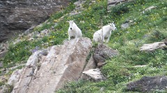 mountain goats; Glacier National Park, MT