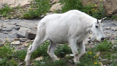 mountain goats; Glacier National Park, MT