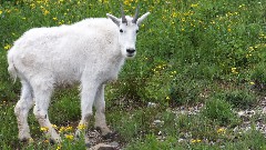 Mountain goat; Glacier National Park, MT
