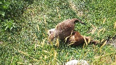 Prairie Dog; Red River Zoo; Fargo, ND