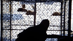 Eagle; Alaska Wildlife Rehabilitation Center