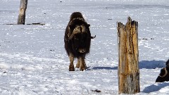 Musk Ox; Alaska Wildlife Rehabilitation Center