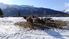 Caribou; Alaska Wildlife Rehabilitation Center
