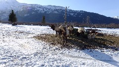 Caribou; Alaska Wildlife Rehabilitation Center