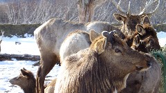 Caribou; Alaska Wildlife Rehabilitation Center