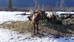 Caribou; Alaska Wildlife Rehabilitation Center