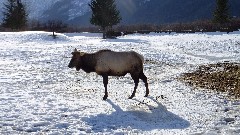 Caribou; Alaska Wildlife Rehabilitation Center