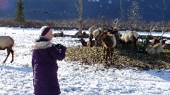 Ruth Bennett McDougal Dorrough; Caribou; Alaska Wildlife Rehabilitation Center