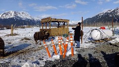 Musk Ox; Alaska Wildlife Rehabilitation Center