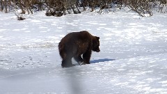 Bear; Alaska Wildlife Rehabilitation Center