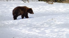 Bear; Alaska Wildlife Rehabilitation Center
