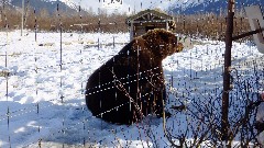 Bear; Alaska Wildlife Rehabilitation Center