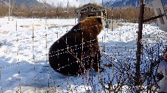 Bear; Alaska Wildlife Rehabilitation Center