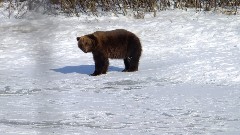 Bear; Alaska Wildlife Rehabilitation Center
