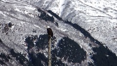 Eagle; Alaska Wildlife Rehabilitation Center