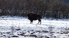 Musk Ox; Alaska Wildlife Rehabilitation Center