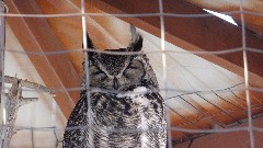 Owl; Alaska Wildlife Rehabilitation Center