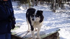 visiting Mary Shields, author of Tails of the Trail dog sledding book