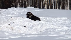 Musk Ox; Large Animal Research Station; Fairbanks AK