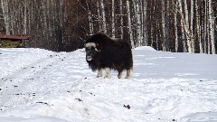Musk Ox; Large Animal Research Station; Fairbanks AK