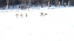 carribou; Large Animal Research Station; Fairbanks AK