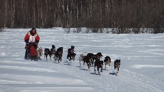 Open North American Championship Sled Dog Race