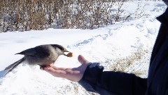 Gray Jay; Coldfoor to Atigun Pass AK