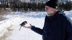 Gray Jay; Dan Dorrough; Coldfoor to Atigun Pass AK